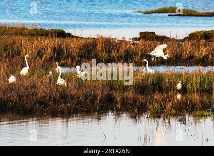 Aigrettes se sentant au fond du marais salé de la réserve naturelle nationale de la baie Jamaica Banque D'Images