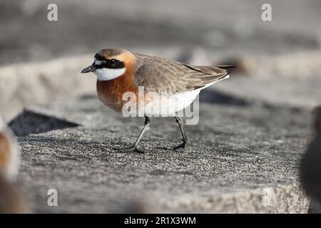 Lesser Sand Plover (Charadrius mongolus) au Japon Banque D'Images