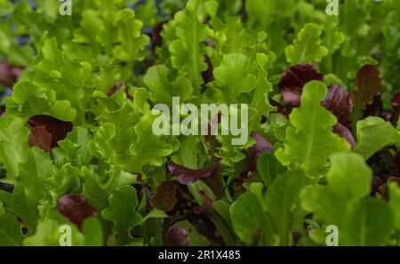 La laitue fraîche laisse une variété de feuilles dans le jardin de la ferme. Laitue différentes variétés. Cultures d'été laitue plantes, mélange de vert, rouge, violet variétés, pousser i Banque D'Images
