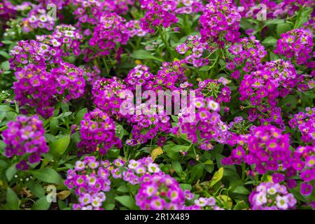 Lobularia maritima Sweet Alyssum Royal Carpet fleurit dans le jardin d'été. Gros plan fleur douce d'Alyssum Lobularia maritima, joli fond de fleur. Doux Banque D'Images