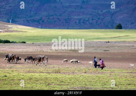 Un homme et une femme marchant avec leur troupeau de moutons, de bovins et d'ânes tandis que les animaux se broutent sur un plateau à Maras au Pérou. Banque D'Images