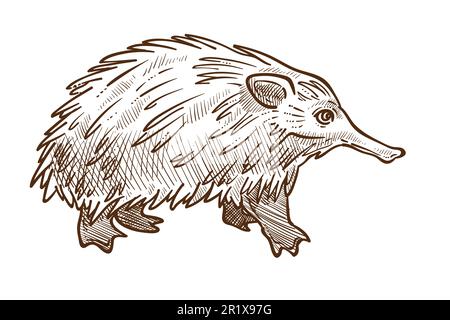 Anteater du rachis ou esquisse isolée de l'échidna, animal australien Illustration de Vecteur