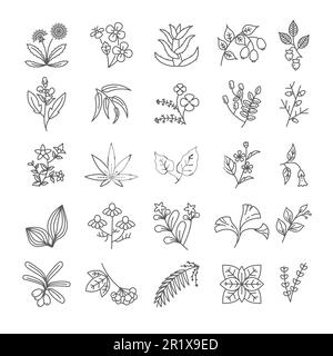 Herbes et épices isolées de contour icônes, assaisonnements et médicament Illustration de Vecteur