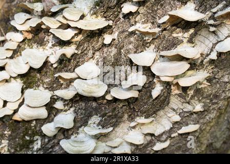 colonie de champignons blancs sur les bouleaux gros plan foyer sélectif Banque D'Images