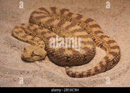 Viper à cornes désertiques (cerastes), captif Banque D'Images