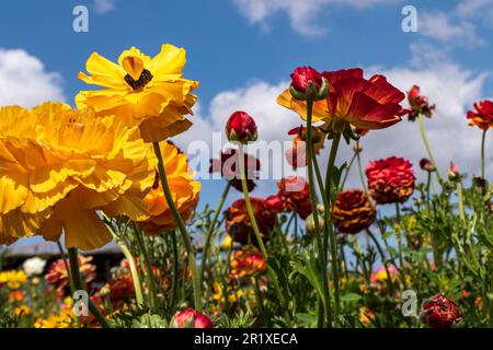 Un terrain avec des tasses de jardin multicolores contre un ciel avec des nuages. mise au point sélective Banque D'Images