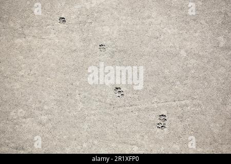 La paw Cat imprime sur des routes en béton à l'extérieur Banque D'Images