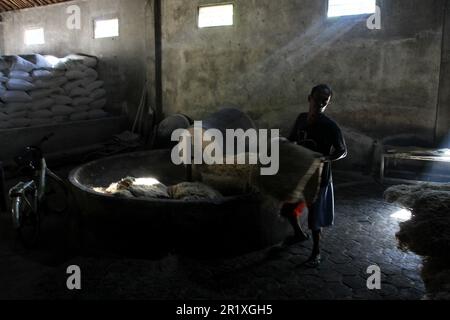 Bantul, Yogyakarta, Indonésie. 16th mai 2023. Un travailleur produit des nouilles à base de farine de tapioca dans une usine de mie lethek du village de Sandakan, à Bantul, dans la région spéciale de Yogyakarta. En un jour, l'usine de mie lethek, qui existe depuis 1940, est capable de produire jusqu'à 900 kilogrammes de nouilles et est commercialisée dans plusieurs régions d'Indonésie au prix de RP.95 000 ou de US$6,42 par cinq kilogrammes. (Credit image: © Angga Budhiyanto/ZUMA Press Wire) USAGE ÉDITORIAL SEULEMENT! Non destiné À un usage commercial ! Crédit : ZUMA Press, Inc./Alay Live News Banque D'Images