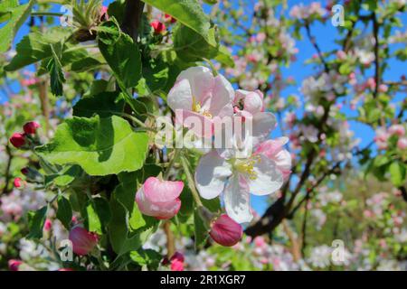 La photo a été prise au printemps, en Ukraine. Sur une photo de fleurs roses qui fleurissent le pommier sur un fond de ciel bleu. Banque D'Images