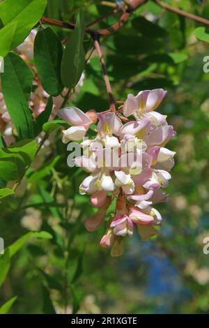 La photo montre un gros plan d'acacia rose en fleurs. Banque D'Images