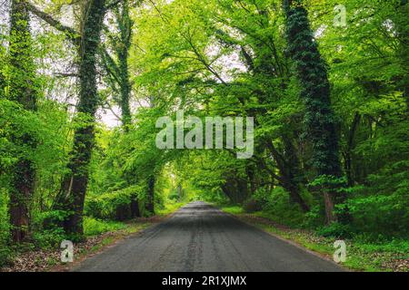 Route asphaltée entre arbres verts denses dans la forêt Banque D'Images