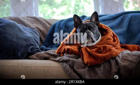 Un adorable boudogue français assis sous une couverture confortable sur un canapé confortable. Banque D'Images