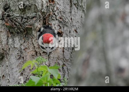 La sortie de Nest, prêt à voler (Dendrocopos Major) Banque D'Images