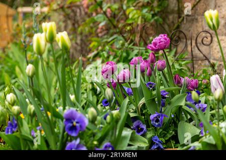 Tulipes et pansies poussant dans des pots Banque D'Images