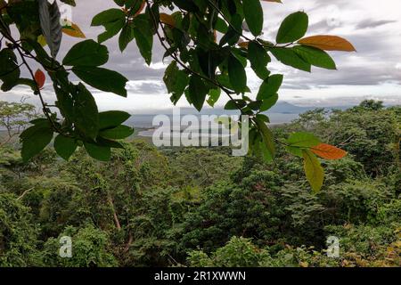 Une vue panoramique sur un paysage tropical luxuriant avec un feuillage vert par jour nuageux Banque D'Images