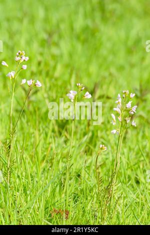 Cuckooflower (Cardamine pratensis) également connu sous le nom de maque de Lady, croissant sur une réserve naturelle dans la campagne de Herefordshire au Royaume-Uni. Avril 2023 Banque D'Images