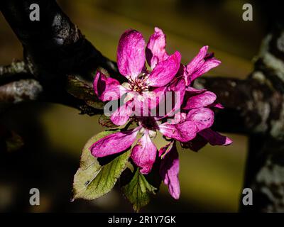 Fleur d'écrevisse (Malus), Southampton, Angleterre. Banque D'Images