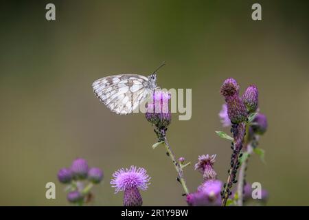 Le blanc marbré - Melanargia galathea suce le nectar avec son tronc de la fleur du Cirsium arvense le chardon rampant ou le chardon de champ Banque D'Images