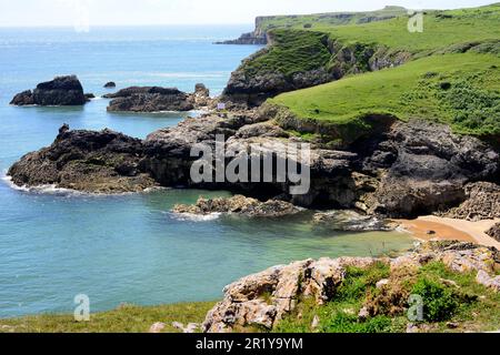 La côte de Pembrokeshire à Broadhaven Sud, Stackpole, Royaume-Uni juillet 2016 Banque D'Images