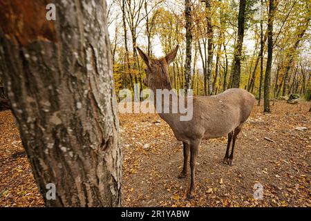 Gros plan sur le cerf de Virginie dans la forêt d'automne près de l'arbre. Banque D'Images