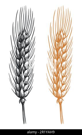 Épis d'épillets de blé avec grains. Emballage alimentaire végétarien biologique. Illustration vectorielle isolée Illustration de Vecteur