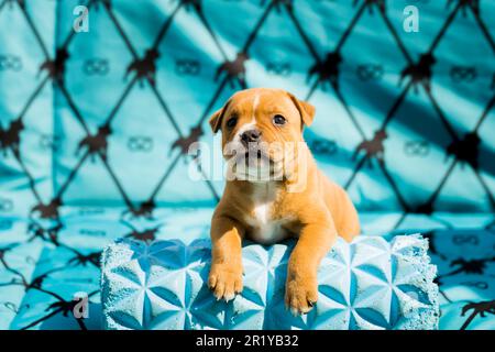 Staffordshire Bull terrier, merveilleux chiots de l'élevage professionnel de chiens de race. Banque D'Images