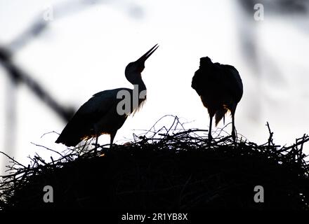 Belle silhouette d'un couple de cigognes blanches et noires nichant dans un grand nid sur le toit d'une maison au printemps Banque D'Images