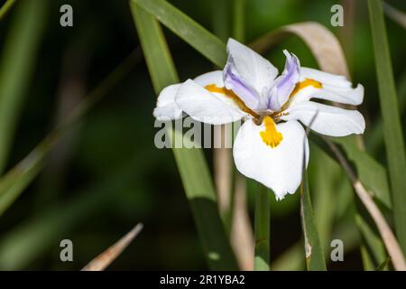 Dietes grandiflora (noms communs sont grandes wild iris, iris fées) origine, l'Afrique du Sud dans des jardins communs à travers le monde. Photographié en Israël en Fe Banque D'Images