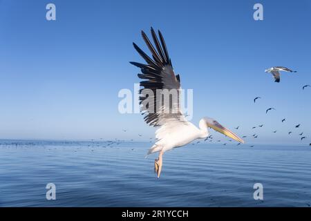 Pelican (Pelecanus onocrotalus) volant près de la côte namibienne en Afrique. Ces oiseaux, également connus sous le nom de pélicans blancs de l'est, vivent dans de grandes colonies Banque D'Images
