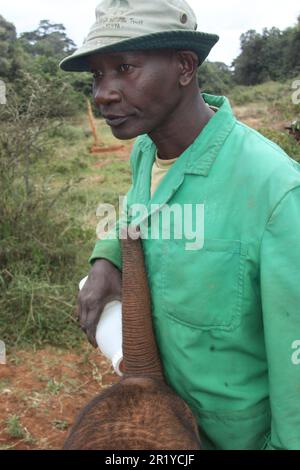 Un jeune veau d'éléphant est nourri en bouteille avec du lait à l'orphelinat David Sheldrick près de Nairobi, au Kenya Banque D'Images