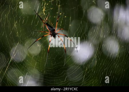 Palm Spider; Nephila inaurata; sur son site photographié aux Seychelles Banque D'Images