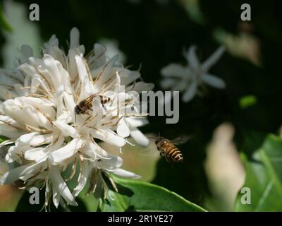 Abeille sur la fleur de café de Robusta sur la plante d'arbre avec feuille verte avec couleur noire en arrière-plan. Pétales et étamines blanches de fleurs en fleurs Banque D'Images