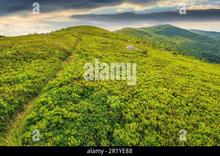 sentier étroit à travers la prairie alpine. magnifique paysage vallonné des carpates ukrainiens en été Banque D'Images