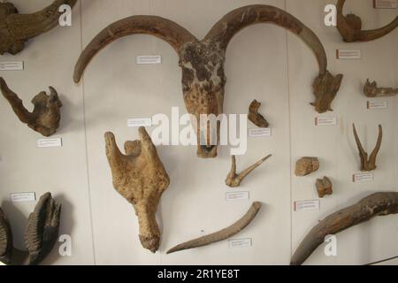 La gorge d'Olduvai ou la gorge d'Oldupai en Tanzanie est l'une des plus importantes localités paléoanthropologiques du monde; les nombreux sites exposés par Th Banque D'Images