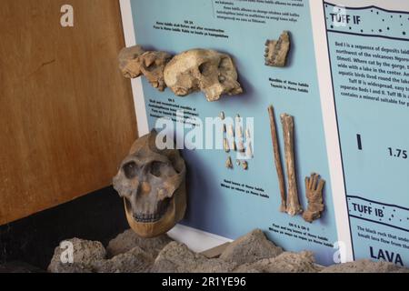 La gorge d'Olduvai ou la gorge d'Oldupai en Tanzanie est l'une des plus importantes localités paléoanthropologiques du monde; les nombreux sites exposés par Th Banque D'Images