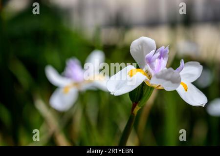 Dietes grandiflora (noms communs sont grandes wild iris, iris fées) origine, l'Afrique du Sud dans des jardins communs à travers le monde. Photographié en Israël en Fe Banque D'Images