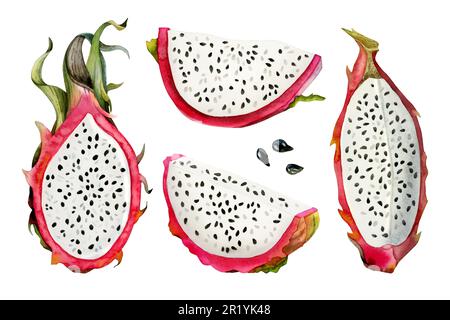 Ensemble d'illustrations d'aquarelle de fruits rouges de dragon avec moitié de pitaya, tranches de graines. Dessin botanique de cactus Banque D'Images