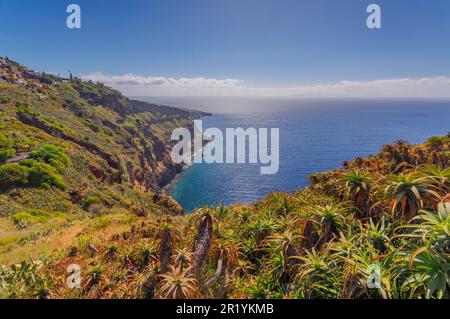 Cactus croissant dans un paysage ensoleillé de l'île de Madère Banque D'Images