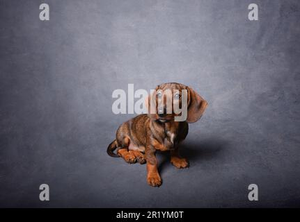 dachshund marron sur fond gris. Banque D'Images