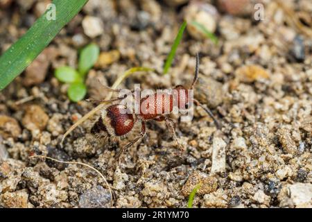 Ant velours (Timolla oajaca) - Femme Banque D'Images