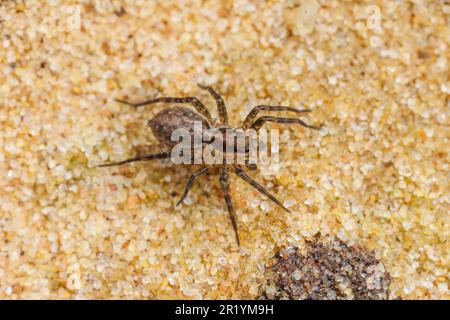 Araignée à pattes fines (Pardosa milvina) Banque D'Images