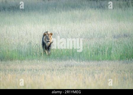 Lion dans la marche de l'herbe, lion Kalahari à la manne noire. Vue avant. Kalahari, Parc transfrontalier de Kgalagadi, Afrique du Sud Banque D'Images