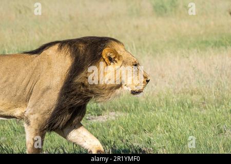 Lion dans l'herbe, lion à la manne noire, vent souffle la manie. Portrait. Kalahari, Parc transfrontalier de Kgalagadi, Afrique du Sud Banque D'Images