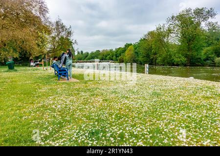 Les pâquerettes fleurissent dans le parc Kings Meadow, à côté de la Tamise, à Reading, dans le Berkshire, au Royaume-Uni Banque D'Images
