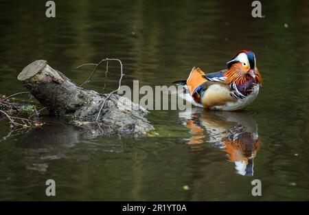 Canard mandarin mâle debout dans un lac à Kent, Royaume-Uni. Un canard à côté d'une bûche avec réflexion. Canard mandarin (Aix galericulata) au parc Kelsey, Beckenham Banque D'Images