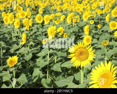 De magnifiques tournesols poussent dans le champ par beau temps Banque D'Images