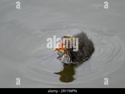 Croot poussin nageant sur un lac à Kent, Royaume-Uni. Le jeune coq coloré et effronté ressemble peu à un coq adulte. Coot poussin (Fulica atra) à Beckenham. Banque D'Images