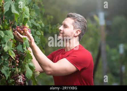 Cultivateur de raisin coupant des raisins. Jardinage, concept agricole. Le vigneron coupe les brindilles. L'homme a coupé des raisins avec des ciseaux de jardinage, raisin Banque D'Images