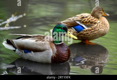 Canards colverts mâles et femelles se trouvant dans un lac à Kent, au Royaume-Uni. Concentrez-vous sur le premier plan de drake. Canard colvert (Anas platyrhynchos) à Beckenham. Banque D'Images