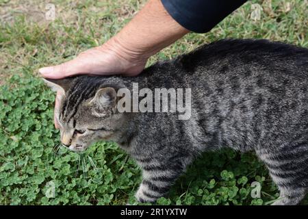 Femme qui traque un chat errant à l'extérieur, en gros plan. Animal de compagnie sans abri Banque D'Images